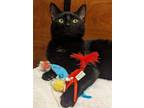 Adopt Midnight (FCID# 02/28/2024 - 43 Millsboro PS a Domestic Short Hair