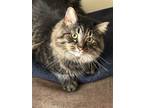 Adopt Dreidel: DLH (FCID# 02/15/2024-900) DC a Domestic Long Hair