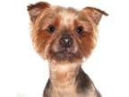 Adopt Pablo a Yorkshire Terrier