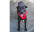 Adopt BLACKY a Labrador Retriever, Mixed Breed