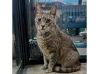 Adopt Dwight a Domestic Short Hair