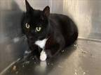 Adopt MYERS a Domestic Short Hair