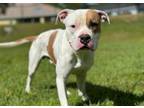 Adopt STITCH a Pit Bull Terrier