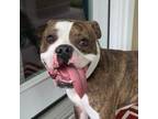 Adopt Leo a Boxer