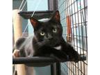 Adopt Buddha a Domestic Short Hair