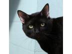 Adopt Loki a Domestic Short Hair