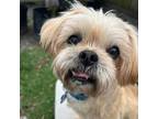 Adopt Teddy a Shih Tzu, Yorkshire Terrier