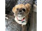 Adopt Tucker a Shih Tzu, Yorkshire Terrier