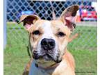 Adopt DEWEY a Pit Bull Terrier