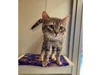 Adopt Moon a Domestic Short Hair