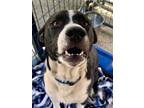 Adopt Chevy a Border Collie, Mixed Breed