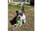 Adopt Scrappy a Parson Russell Terrier, Mixed Breed