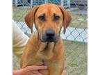 Adopt OLIVER a Black Mouth Cur