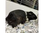 Adopt Leo a Guinea Pig