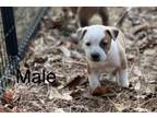 Adopt PUPPIES x 6 a Mixed Breed