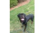 Adopt Romeo a Rottweiler, Mixed Breed