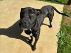 Adopt CHIEF a Labrador Retriever, Pit Bull Terrier