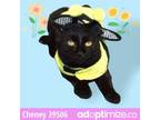 Adopt Cheney a American Shorthair