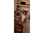 Adopt Milo a Egyptian Mau