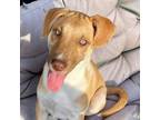 Adopt Brut a Siberian Husky, Pit Bull Terrier