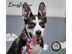 Adopt 24-03-0799 Longfellow a Australian Cattle Dog / Blue Heeler