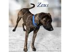 Adopt Zeus a Plott Hound