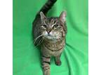 Adopt Micki a Domestic Short Hair