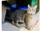 Adopt Murphy a Domestic Medium Hair