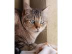 Adopt Fidget a Domestic Short Hair, Siamese