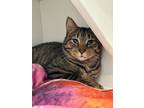 Adopt Deckster a Domestic Short Hair