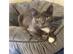 Adopt Holland a Domestic Short Hair