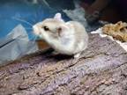 Adopt Cornelius a Hamster