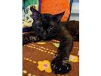 Adopt Theo a Domestic Short Hair