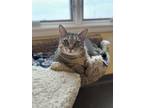 Adopt Dragon a Domestic Short Hair