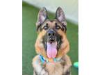 Adopt Denali a German Shepherd Dog, Mixed Breed