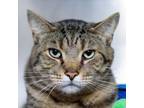 Adopt Wink a Domestic Short Hair