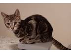 Adopt Ike a Domestic Short Hair