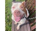 Adopt Norman a Pit Bull Terrier