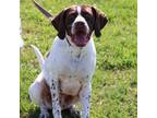 Adopt Archie a German Shorthaired Pointer