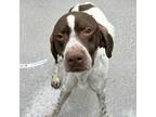 Adopt Archie a German Shorthaired Pointer