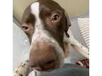 Adopt Archie a German Shorthaired Pointer