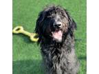 Adopt Lightning a Black Labrador Retriever, Standard Poodle