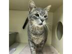 Adopt Leo a Domestic Short Hair