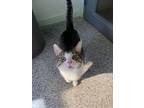 Adopt Harlen (Bonded with Abner) a Domestic Short Hair