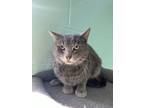 Adopt Zesty a Domestic Short Hair