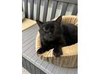 Adopt Abner (Bonded with Harlen) a Domestic Short Hair