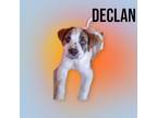 Adopt Declan a Boxer, Saint Bernard
