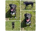 Adopt Trooper a Labrador Retriever