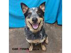 Adopt Wave a Australian Cattle Dog / Blue Heeler