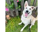 Adopt Powder a White German Shepherd, German Shepherd Dog